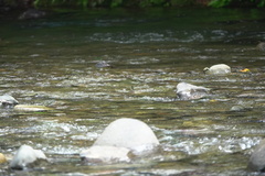 Neurobasis luzoniensis