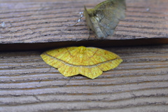 Periclina