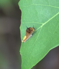 Graphium agamemnon