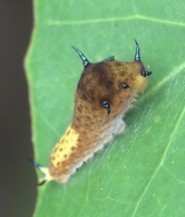 Graphium agamemnon