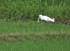 Eutropis multifasciata