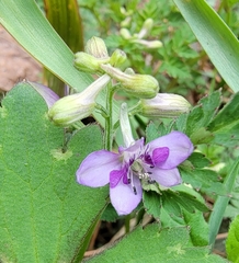 Delphinium anthriscifolium
