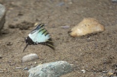 Graphium euphrates