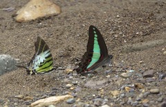 Graphium euphrates