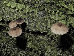 Pseudohydropus parafunebris