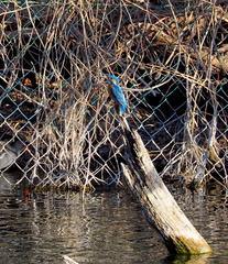 Alcedo atthis