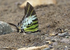 Graphium euphrates