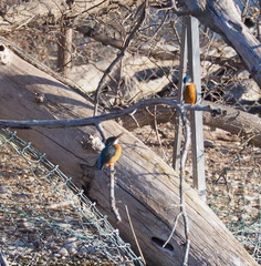 Alcedo atthis
