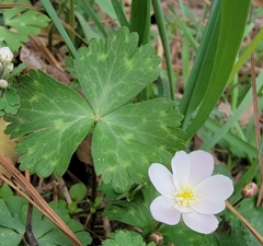 Anemonastrum flaccidum