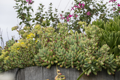Sedum pachyphyllum