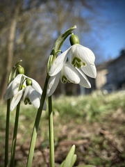 Galanthus nivalis