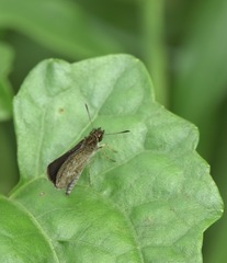 Aeromachus plumbeola