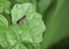 Aeromachus plumbeola