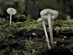 Pseudohydropus parafunebris