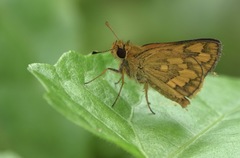 Taractrocera luzonensis