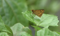 Taractrocera luzonensis