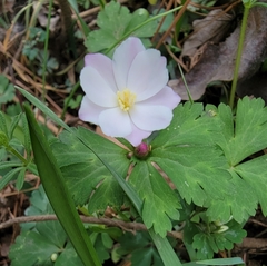 Anemonastrum flaccidum