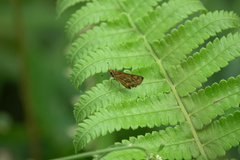 Taractrocera luzonensis