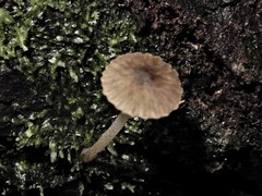 Pseudohydropus parafunebris