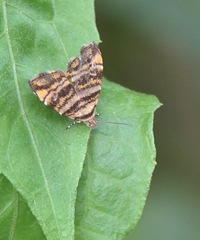 Choreutis amethystodes