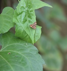 Choreutis amethystodes