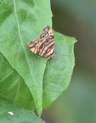 Choreutis amethystodes