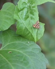 Choreutis amethystodes