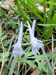 Corydalis yanhusuo