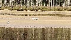 Gelochelidon nilotica