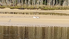 Gelochelidon nilotica