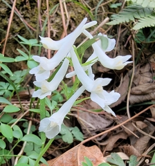 Corydalis yanhusuo