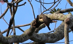 Ptiloris victoriae
