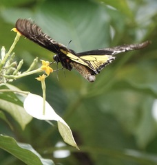 Troides rhadamantus