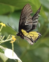 Troides rhadamantus