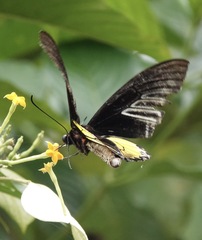 Troides rhadamantus