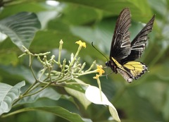 Troides rhadamantus