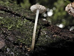 Pseudohydropus parafunebris