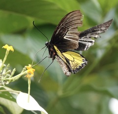 Troides rhadamantus