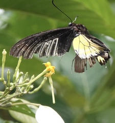 Troides rhadamantus