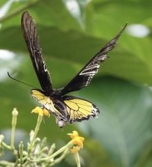 Troides rhadamantus