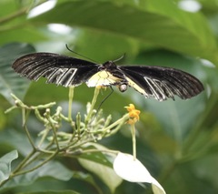 Troides rhadamantus