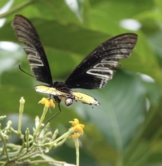 Troides rhadamantus