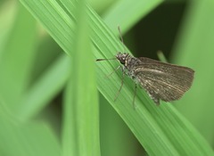 Aeromachus plumbeola