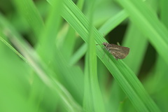 Aeromachus plumbeola