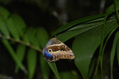 Caligo oberthurii