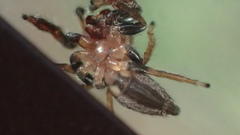 Opisthoncus mandibularis