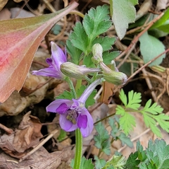 Delphinium anthriscifolium