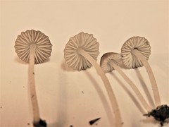 Pseudohydropus parafunebris