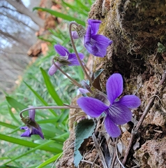 Viola japonica