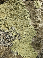 Flavoparmelia soredians
